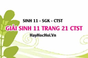 Giải Sinh 11 trang 21 Chân trời sáng tạo SGK